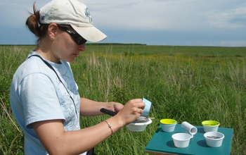 Ecologists empty bee bowls used to sample for pollinators in the field